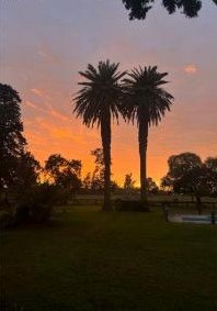 Palmeras al atardecer