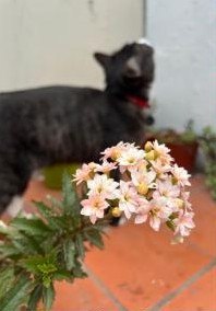 Duki con flores